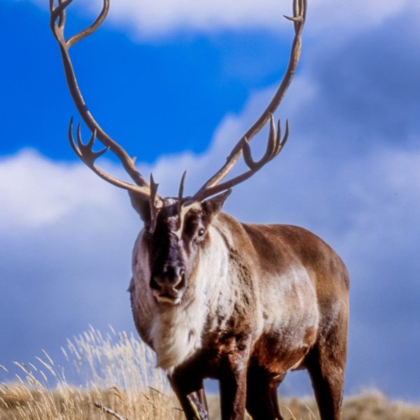 Yukon Wildlife Preserve, caribou