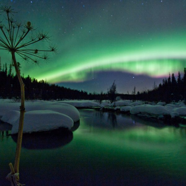McIntyre Creek near Whitehorse. The creek is open year round even during heavy snow. Winter in the Yukon, Territory, Canada