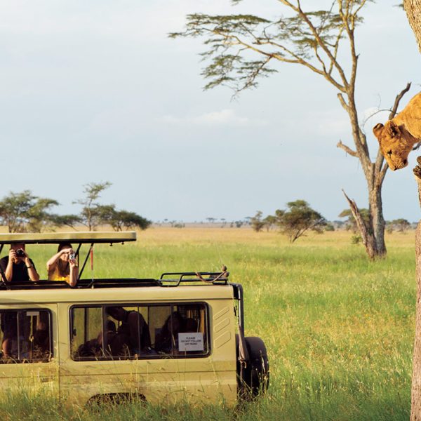 tanzania-safari-experience-lead-lion-cubs